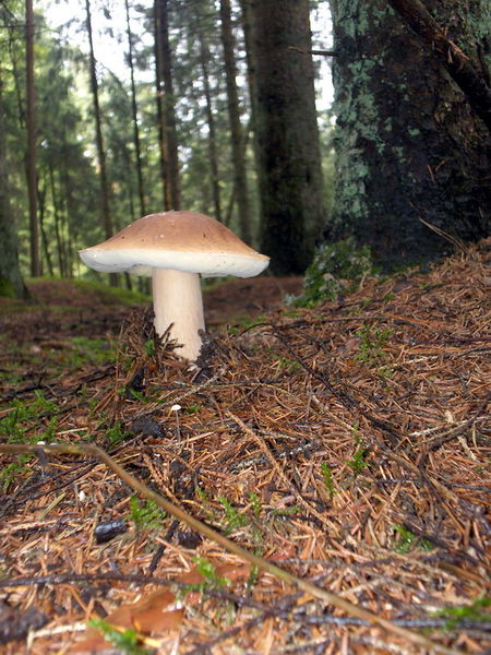 File:(Boletus edulis).jpg