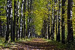 Дендропарк лесоводов Кировской области
