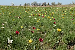 Estepe da tulipa, distrito de Nuvouzensky