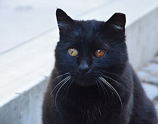 Сat with colorful eyes