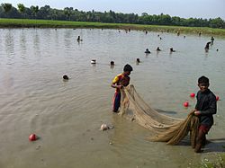 জেলে: ইতিহাস, বাণিজ্য, জেলে সম্প্রদায়