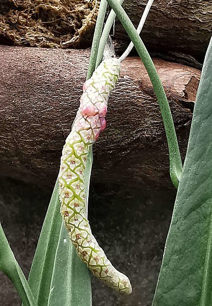 File:垂葉花燭 Anthurium wendlingeri 20200312172407 01.jpg