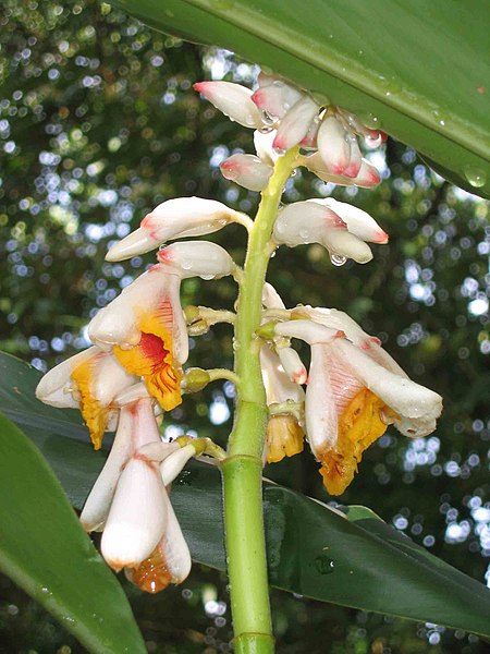 File:豔山薑(月桃) Alpinia zerumbet -吉隆坡 University of Malaysia, Kuala Lumpur- (9255244298).jpg