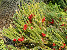 Foliage of Calothamnus villosus 0 9 20140412pallavicini-110.JPG