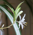 Chlorophytum comosum 'Variegatum'