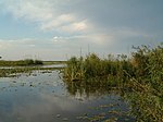 15/11/2006 072 Laguna del Iberá Pellegrni Argentina.jpg