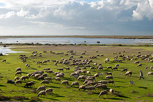 Un troupeau de chèvres et de moutons, mené par son berger (lac Vistonia, Thrace, Grèce). (définition réelle 4 246 × 2 826)