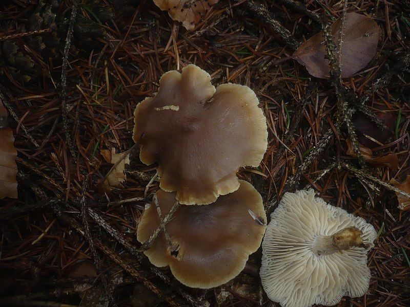 File:2012-11-26 Clitocybe quercina Hora 328847.jpg