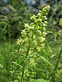 Reseda lutea (Gelber Wau)