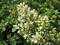 Ligustrum vulgare