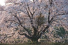 2020-04-07 Prunus × yedoensis Tambasasayama, Хиого (丹波 篠 山 市 篠山川 の ソ メ イ ヨ シ ノ) DSCF2982.jpg