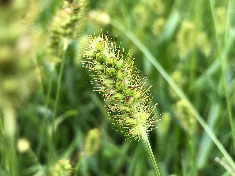 File:2023-09-18 12 23 20 Weedy grass seeds developing in a lawn along Mountain View Road in the Mountainview section of Ewing Township, Mercer County, New Jersey.jpg