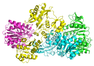 <span class="mw-page-title-main">Succinate—CoA ligase (ADP-forming)</span>