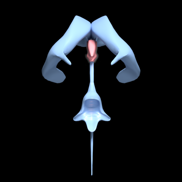 File:3rd ventricle -- 03.png