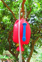 A filled 5 litre enema bag connected to a bored dildo, ready to inject into a recipient on the ground beneath. 5000 ml Enema Bag with Dildo Nozzle Filled Hanging in Tree.jpg