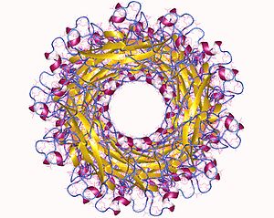 PAP pilin major protein, PapA homo13mer, top view, E.Coli. 5flu.jpg