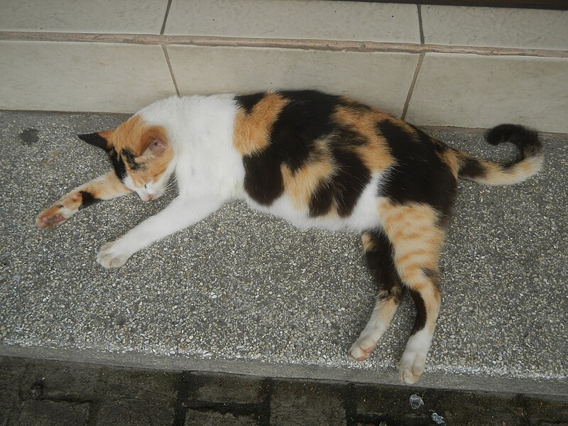 File:6186Pregnant cats in the Philippines 01.jpg