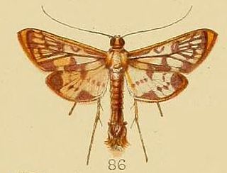 <i>Rhimphalea linealis</i> Species of moth