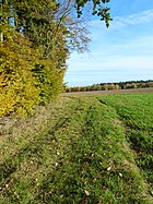 Edge of the woods (Upper Swabia)