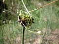 A Torà (Segarra - Catalunya)