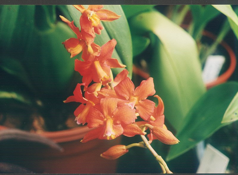 File:A and B Larsen orchids - Cochlioda rosea 871-17.jpg