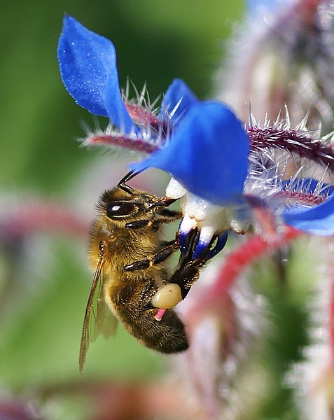 File:Abeja libando una borraja 09 - bee sucking a borage flower - abella libant una borraina (2358643661).jpg