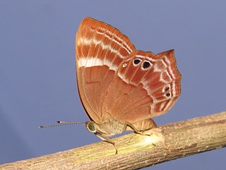 <i>Abisara bifasciata</i> Species of butterfly