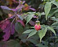 * Nomination Abutilon 'Biltmore Ballgown' in the New York Botanical Garden --Rhododendrites 07:02, 6 December 2017 (UTC) * Promotion Good quality. The left side could be cropped out IMO. --Ermell 07:28, 6 December 2017 (UTC)