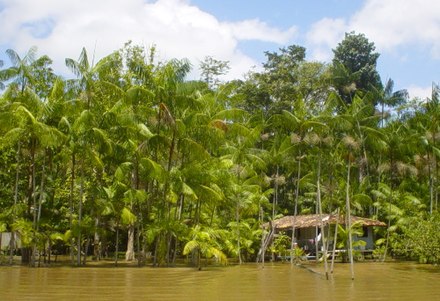 Acai trees in Pará