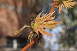 Thumbnail for File:Acer saccharinum young leaves.JPG