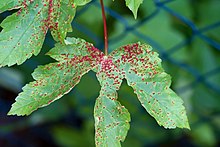 Von Gallmilben (Aceria aceriscampestris) befallenes Blatt