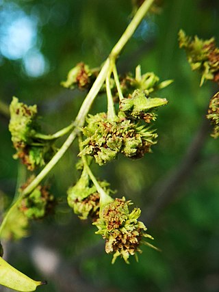 <i>Aceria fraxiniflora</i> Species of mite