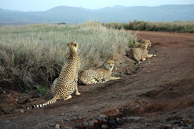 File:Acinonyx jubatus-Lewa game park (Kenya).jpg