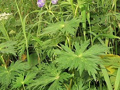 中部の茎葉の葉身は腎円形で、ふつう基部近くまで3深裂、側裂片は2深裂し、各裂片はさらに羽状に深裂する。