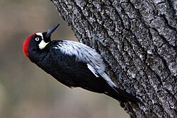 Acorn Woodpecker on black oak tree.jpg
