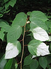 Actinidia Wikipedia