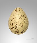 Egg Actitis hypoleucos MHNT.jpg