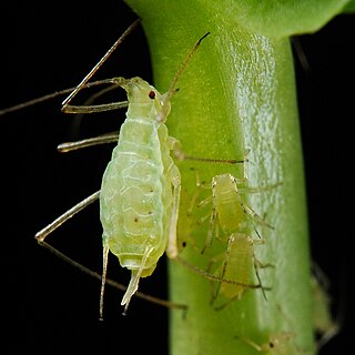 <i>Acyrthosiphon pisum</i> Species of true bug