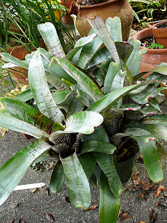 <i>Aechmea nudicaulis</i> Parati Flowering plant cultivar