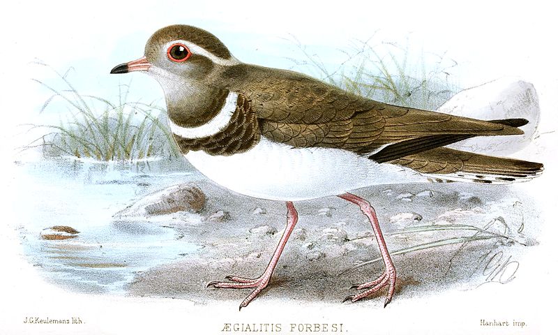 File:AegialitisForbesiKeulemans.jpg