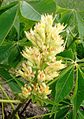Aesculus flava - blossom and leaves.JPG