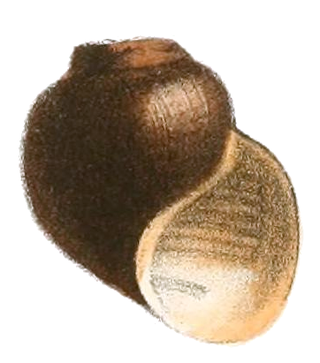 <i>Afropomus balanoidea</i> Species of gastropod