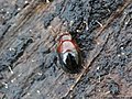 Agathidium nigripenne (Fabricius, 1792)