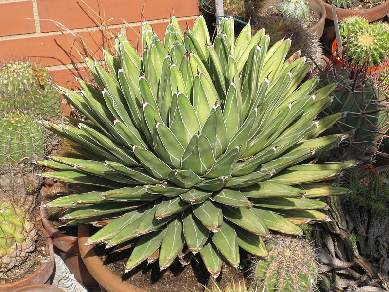 File:Agave victoriae reginae 1.JPG