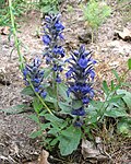 Ajuga reptans