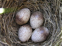 https://upload.wikimedia.org/wikipedia/commons/thumb/2/20/Alauda_arvensis_nest_2_beentree.jpg/240px-Alauda_arvensis_nest_2_beentree.jpg