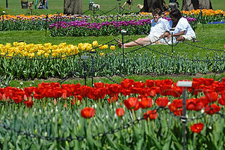 Tulip festival