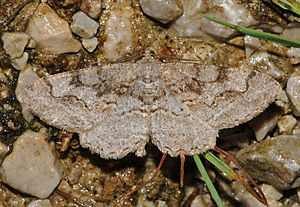 Wavy cortex tensioner (Alcis repandata), ♀