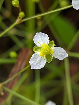 <i>Alisma triviale</i> Species of aquatic plant