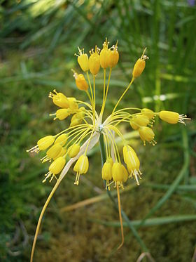 Gul løg (Allium flavum) Foto: Réginald Hulhoven